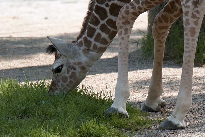 Ein zuckersüßes Giraffenbaby wartet im Tierpark Hellabrunn auf Besucher. Zwei Wochen ist es gerade alt. Hier gibt's schon mal die nettesten Fotos von dem putzigem Tierchen.