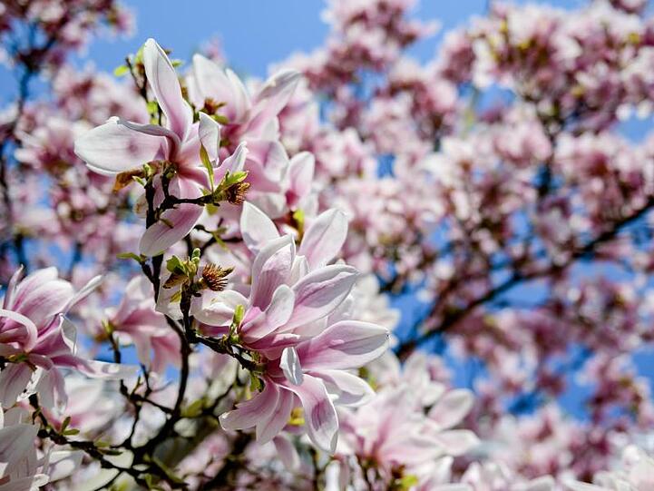 Die Sonne scheint auf die Blüten eines Magnolienbaums.