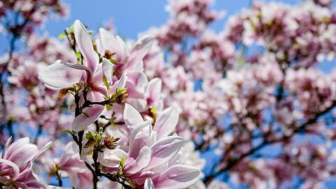 Die Sonne scheint auf die Blüten eines Magnolienbaums.