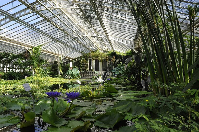 Am kommenden Dienstag kann man das Viktoriahaus im Botanischen Garten zum letzten Mal bei Nacht ansehen.