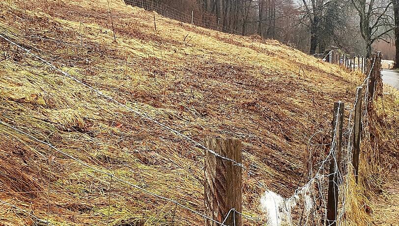 Auf dieser Wiese hat der Wolf mehrere Schafe gerissen.