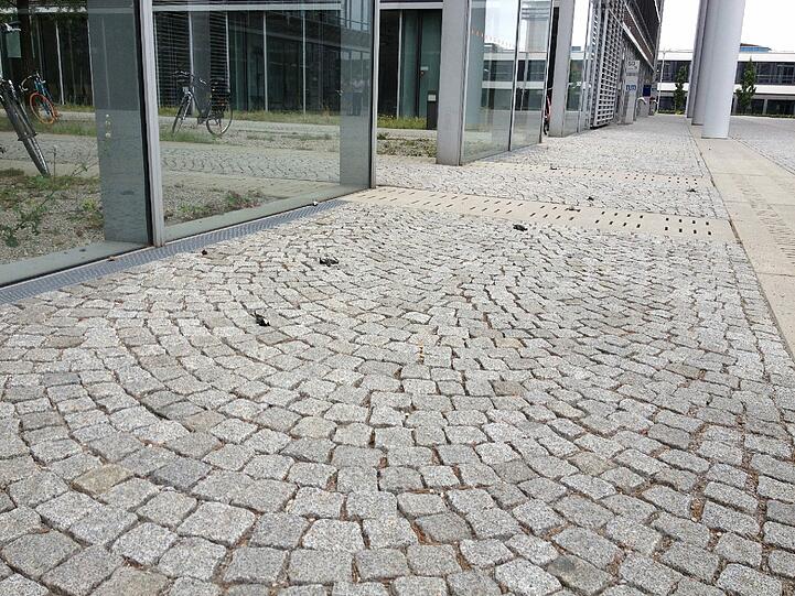 Diese toten Tannenmeisen haben Mitarbeiter der TU-Klinik fotografiert.