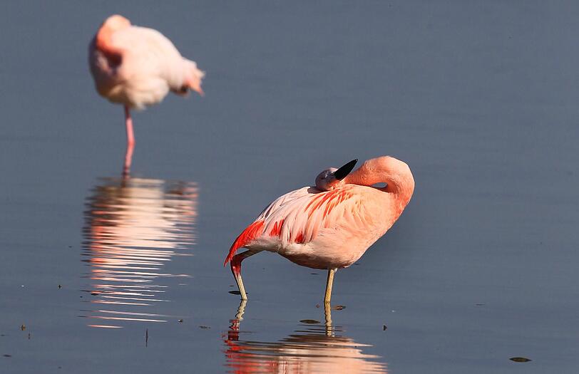 Ungewöhnlicher Anblick: Zwei der Flamingos im Forggensee.