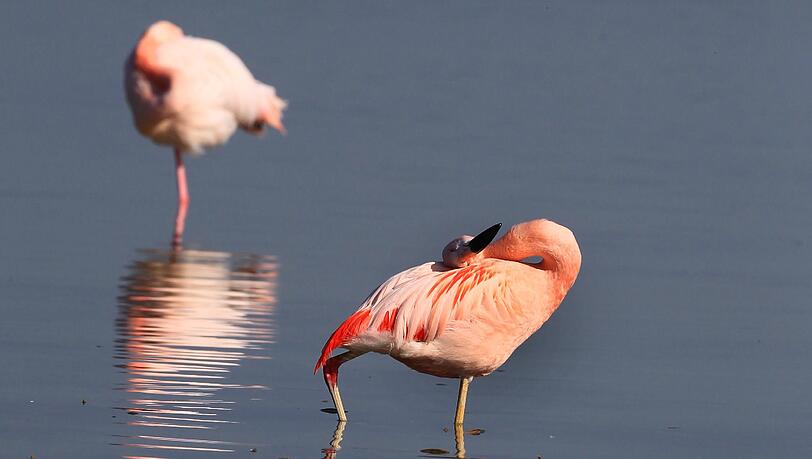 Ungewöhnlicher Anblick: Zwei der Flamingos im Forggensee. Ungewöhnlicher Anblick: Zwei der Flamingos im Forggensee.