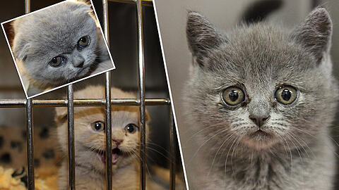Die Katzenbabys bei der Aufnahme in die Quarantänestation des Tierheims.