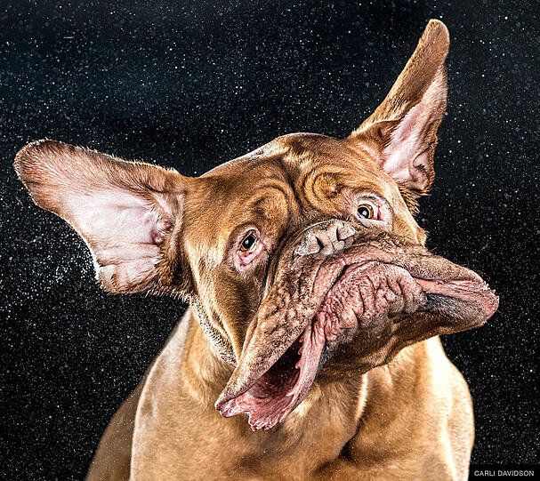 Bordeaux-Dogge "Mane"