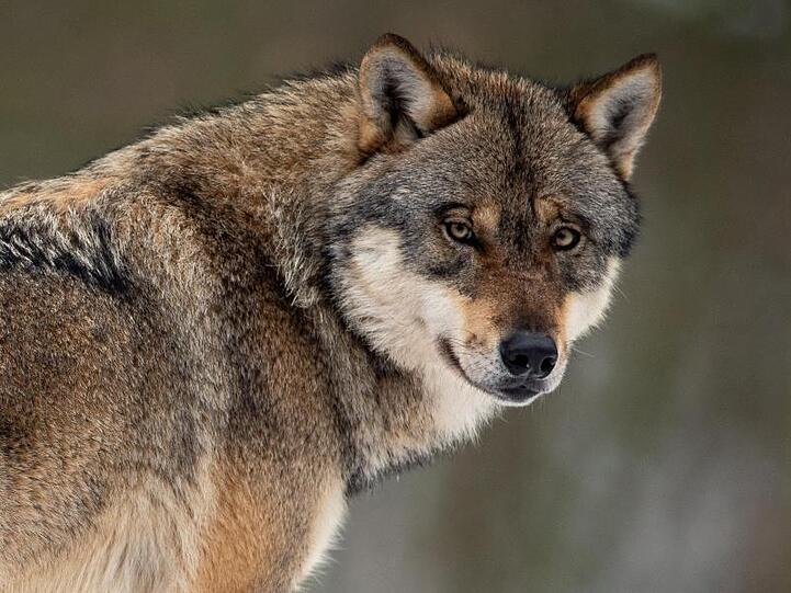 Ein Wolf in einem Gehege im Wildpark Neuhaus.