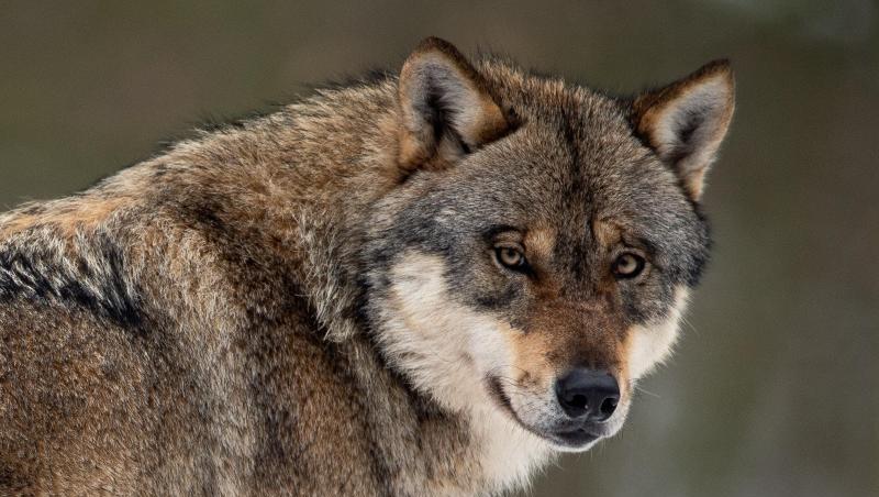 Ein Wolf in einem Gehege im Wildpark Neuhaus. Ein Wolf in einem Gehege im Wildpark Neuhaus.