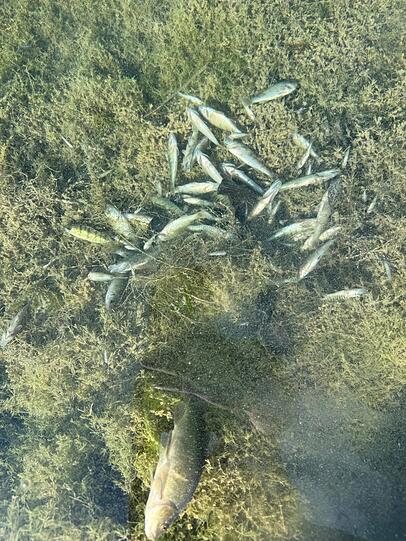 Verendete Fische. Verendete Fische.
