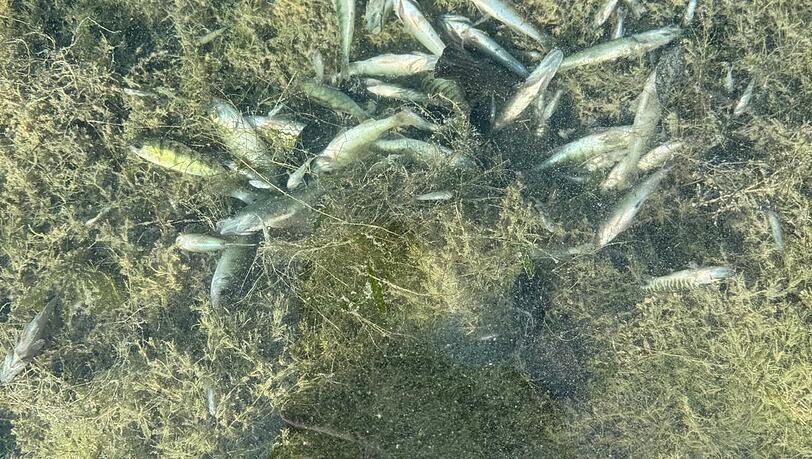 Verendete Fische. Verendete Fische.