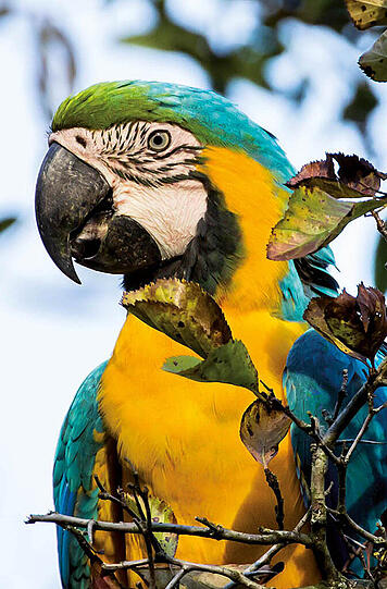 Ein Ara im Vogelgehege des Tierparks