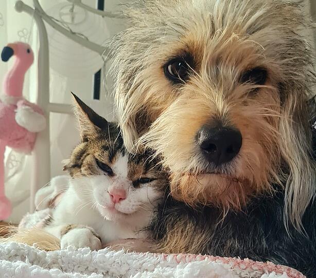 Mischlingshündin Emmi und Europäisch Kurzhaar Kater Winnie