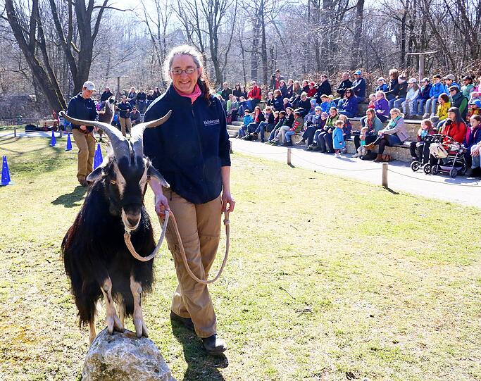 Der Ziegenbock will mit seiner Pflegerin hoch hinaus.