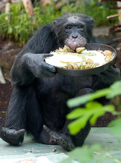 "Toni" wird 50: Der Methusalem-Affe aus dem, Tierpark Hellabrunn hat Geburtstag gefeiert. Die Bilder