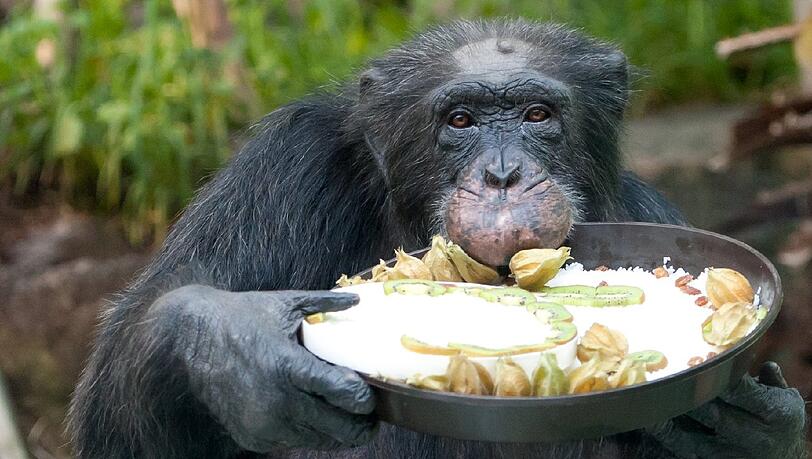 "Toni" wird 50: Der Methusalem-Affe aus dem, Tierpark Hellabrunn hat Geburtstag gefeiert. Die Bilder