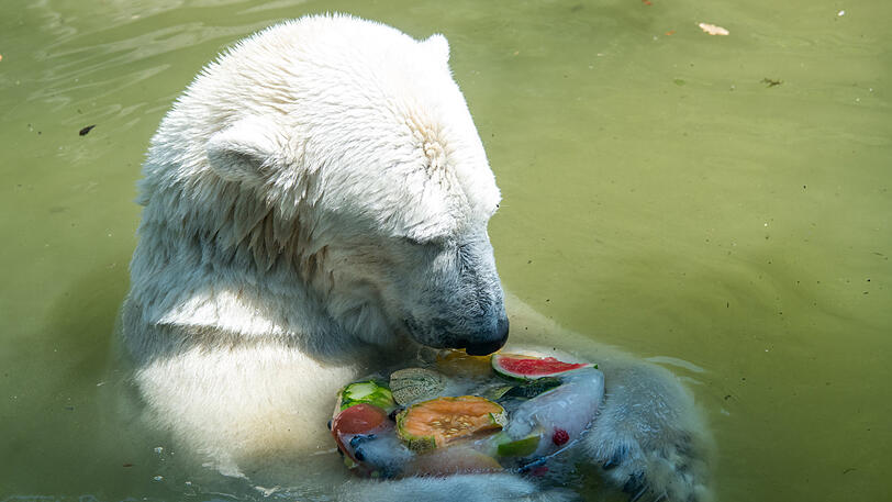 Die Eisbären-Damen Giovanna und Quintana bekommen eine Eisbombe mit verschiedenen Obstsorten.