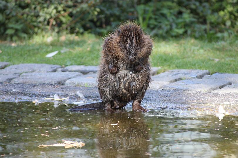 Bokert heißt das süße Biber-Baby, das jetzt im Ententeich des Tierheims eingezogen ist.