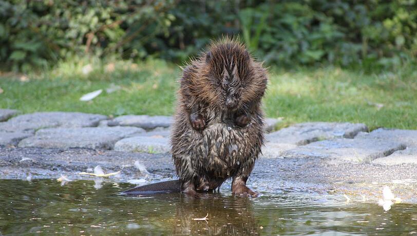 Bokert heißt das süße Biber-Baby, das jetzt im Ententeich des Tierheims eingezogen ist. Bokert heißt das süße Biber-Baby, das jetzt im Ententeich des Tierheims eingezogen ist.