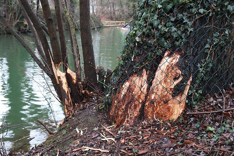 Der Biber fühlt sich an der Isar offenbar so richtig wohl und lässt es sich schmecken. Schön ist das nicht, beunruhigt muss wegen der Biber-Schäden aber niemand sein.