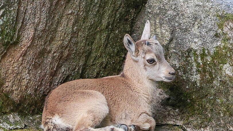 Noch nicht lange auf der Welt ist dieser junge Alpensteinbock. Eine Artgenossin von ihm ist kürzlich ausgewildert worden. Noch nicht lange auf der Welt ist dieser junge Alpensteinbock. Eine Artgenossin von ihm ist kürzlich ausgewildert worden.