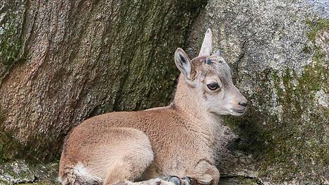 Noch nicht lange auf der Welt ist dieser junge Alpensteinbock. Eine Artgenossin von ihm ist k&uuml;rzlich ausgewildert worden.