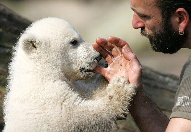 Eisbär Knut als Baby mit seinem ehemaligen Pfleger.