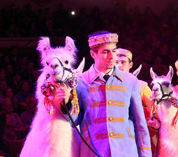 Lamas, Pferde, Kamele