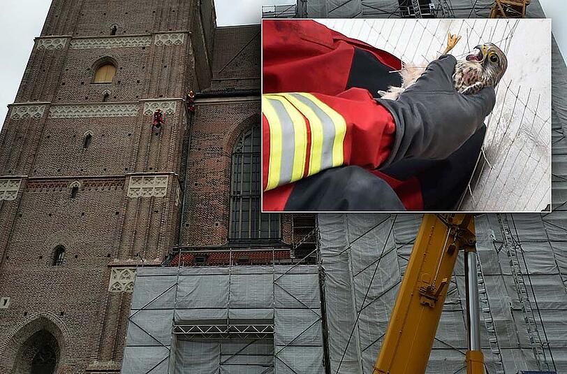 Der verfangene Falke wurde von der Feuerwehr aus ca. 75 Metern Höhe gerettet.