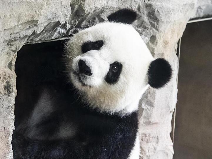 Schwanger oder nicht? Panda-Dama Meng Meng im Berliner Zoo.