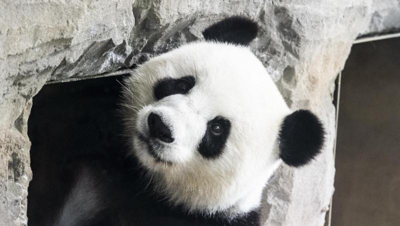 Schwanger oder nicht? Panda-Dama Meng Meng im Berliner Zoo. Schwanger oder nicht? Panda-Dama Meng Meng im Berliner Zoo.