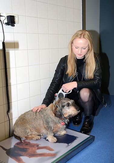 Die dicke Dackel-Dame Liese muss auf die Waage der Klinik. Tierärzte empfehlen das Gewicht ihrer Vierbeiner regelmäßig zu kontrollieren.