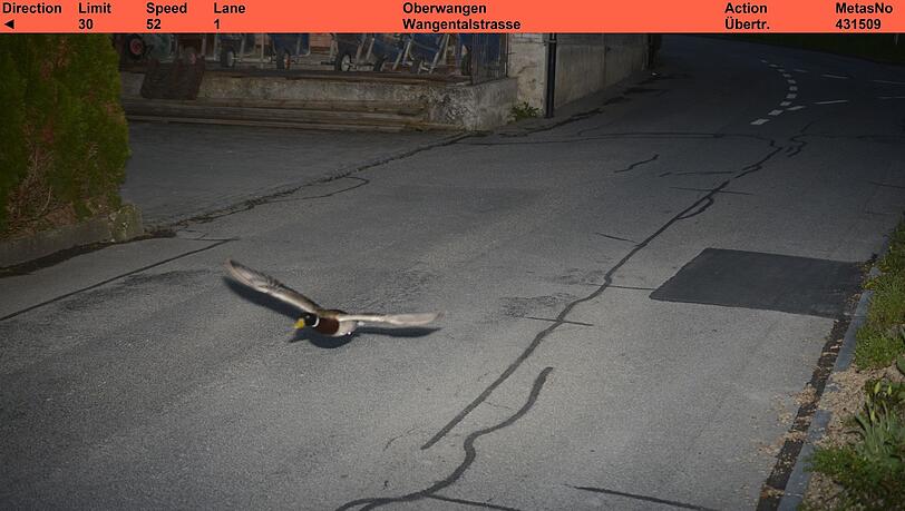 Stockenten können mit bis zu 100 km/h fliegen.