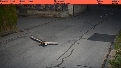 Stockenten können mit bis zu 100 km/h fliegen.