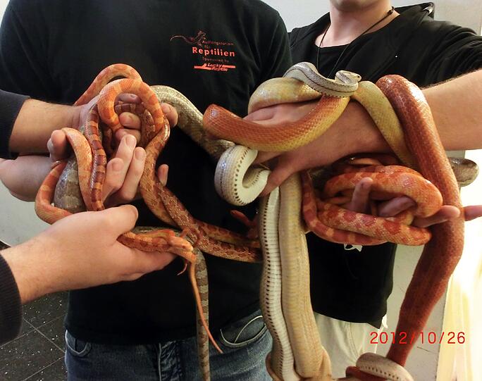 Für die friedlichen, relativ unkomplizierten Schlangen werden nun neue Halter gesucht. Interessenten können sich unter reptilienauffangstation.de bewerben.