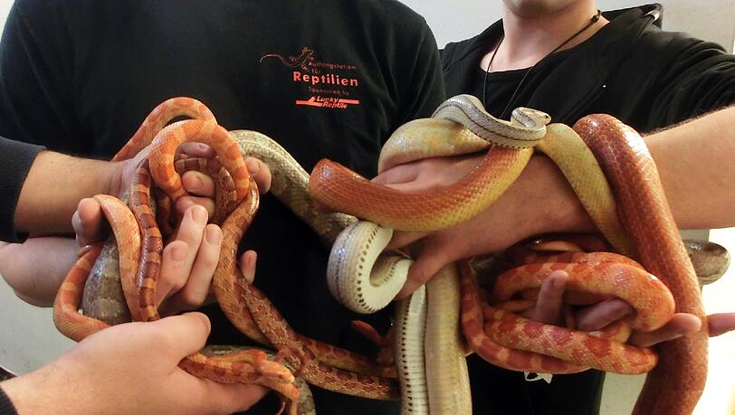 Für die friedlichen, relativ unkomplizierten Schlangen werden nun neue Halter gesucht. Interessenten können sich unter reptilienauffangstation.de bewerben. Für die friedlichen, relativ unkomplizierten Schlangen werden nun neue Halter gesucht. Interessenten können sich unter reptilienauffangstation.de bewerben.
