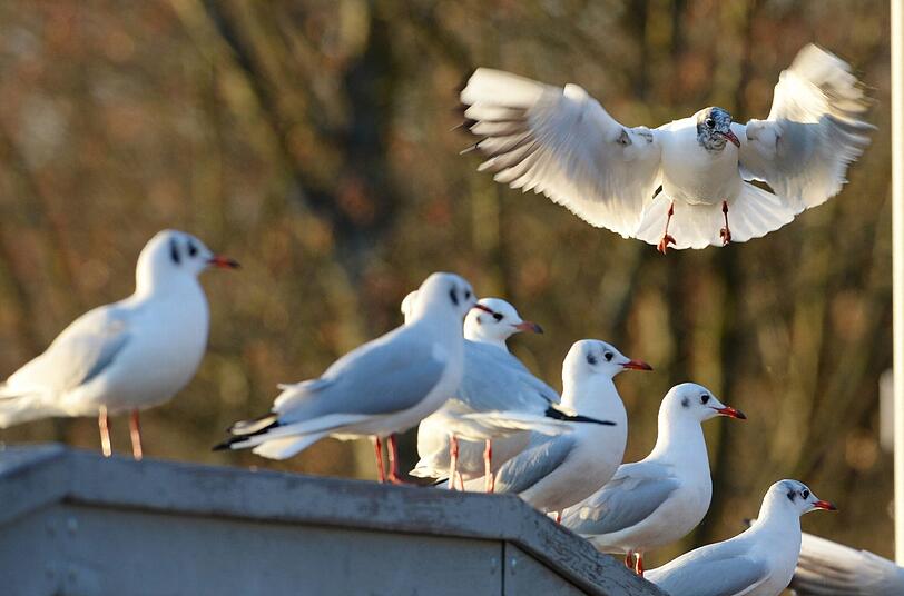 Die Sonne wärmt schon wieder ein bisschen: Bei den milden Temperaturen regen sich bei den Vögeln erste Frühlingsgefühle.