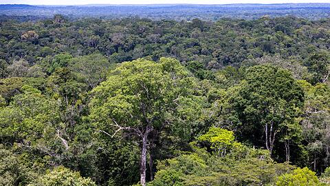 Bedroht: Ein Baum steht im Regenwald in Brasilien. (Archivbild)