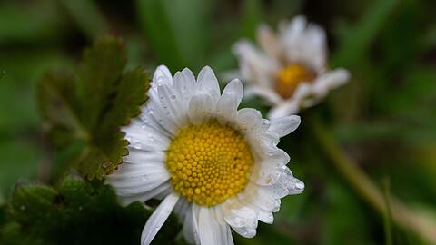 An Ostersonntag wird es zun&auml;chst verbreitet sonnig. (Symbolbild)