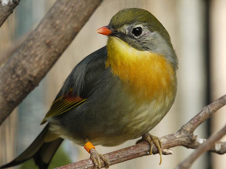 Auch der Sonnenvogel gehört zu der Gruppe der Timalien.