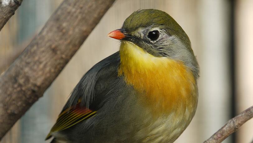 Auch der Sonnenvogel gehört zu der Gruppe der Timalien. Auch der Sonnenvogel gehört zu der Gruppe der Timalien.