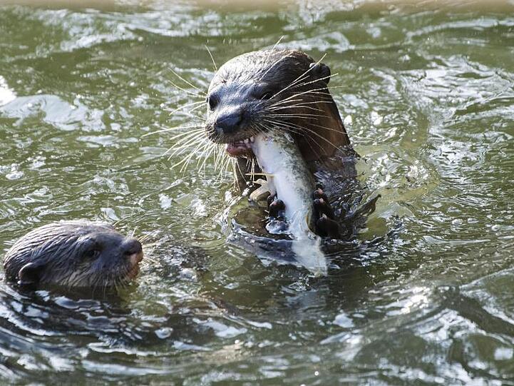 Zwei Glattotter schwimmen in einem Fluss. Foto: Then Chih Wey/XinHua/dpa/Symbolbild