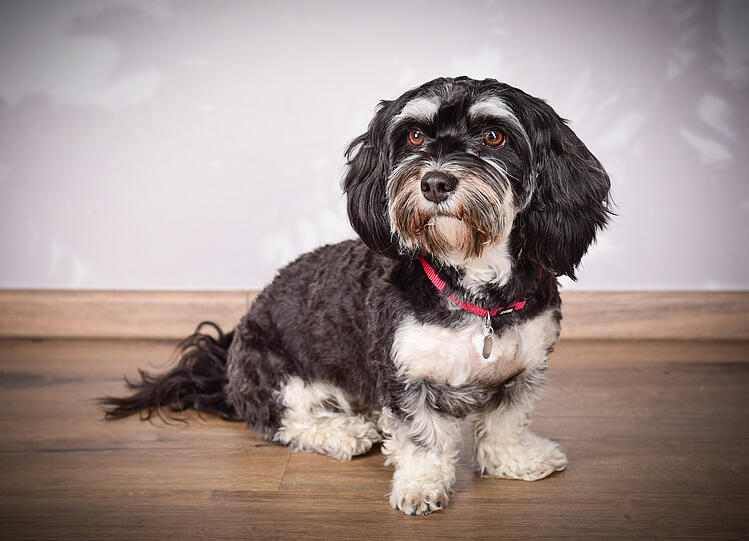 Toffee ist ein absoluter Familienhund! Sie bereichert unsere Familie jeden Tag.