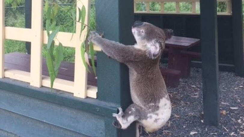 Das Bild der Tierschutzorganisation zeigt den toten Koala.