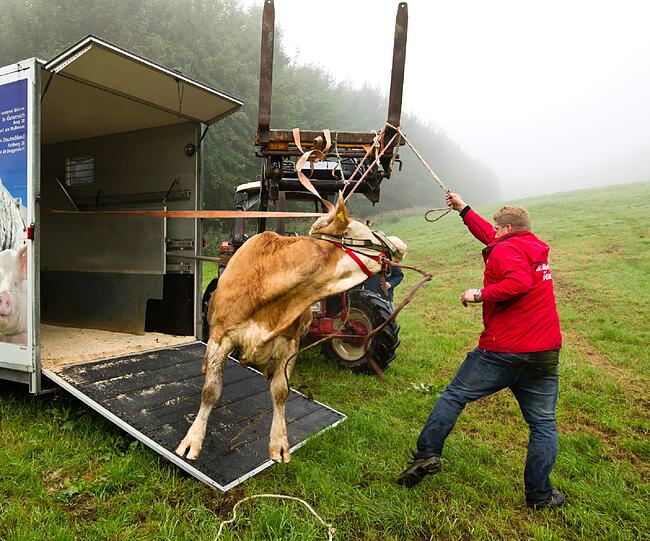 ...ein letztes wütendes Muhen in Richtung der Tierschützer...