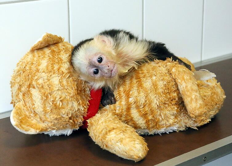 War "Mally" wirklich nur eine Laune des Teenie-Stars? Das Tierheim bezweifelt, dass sich Justin Bieber noch meldet.