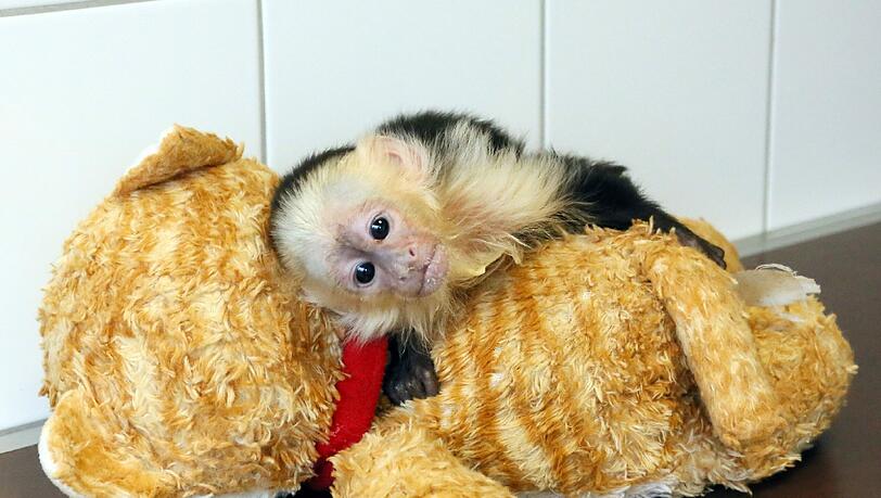 War "Mally" wirklich nur eine Laune des Teenie-Stars? Das Tierheim bezweifelt, dass sich Justin Bieber noch meldet. War "Mally" wirklich nur eine Laune des Teenie-Stars? Das Tierheim bezweifelt, dass sich Justin Bieber noch meldet.