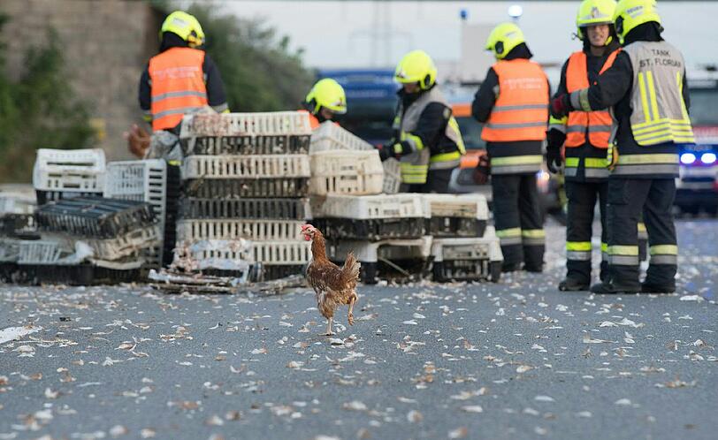 Ein Tiertransporter verliert 7.000 Hühner auf der Westautobahn in Österreich - die Bilder.