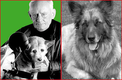 Hündin Bella hat ein neues Zuhause: Sie ist schon vor dem Tod von Karl-Heinz Wendicke bei der Familie Eimesser untergekommen. Dort ist Schäferhund-Mix Silver ihr Spielgefährte und Beschützer.
