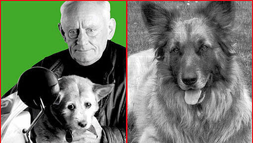 Hündin Bella hat ein neues Zuhause: Sie ist schon vor dem Tod von Karl-Heinz Wendicke bei der Familie Eimesser untergekommen. Dort ist Schäferhund-Mix Silver ihr Spielgefährte und Beschützer. Hündin Bella hat ein neues Zuhause: Sie ist schon vor dem Tod von Karl-Heinz Wendicke bei der Familie Eimesser untergekommen. Dort ist Schäferhund-Mix Silver ihr Spielgefährte und Beschützer.