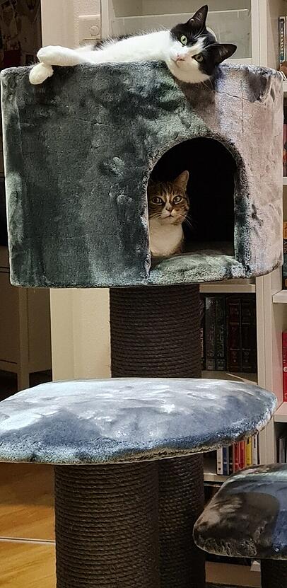 Gewinnerkatze Nala (unten) macht es sich in ihrem neuen Katzenbaum gemütlich. Ihr Katerkumpel Miko darf auch probeliegen. Gewinnerkatze Nala (unten) macht es sich in ihrem neuen Katzenbaum gemütlich. Ihr Katerkumpel Miko darf auch probeliegen.